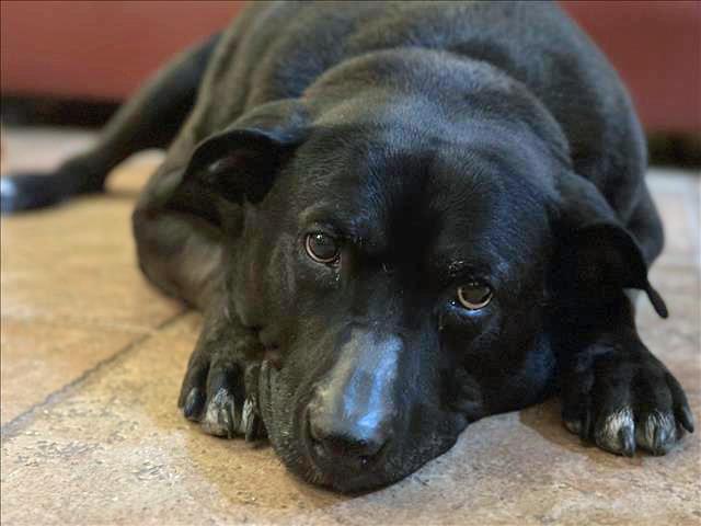AHSOKA AKA BABY GIRL, Adoptable, Senior Female Labrador Retriever & Mixed Breed.