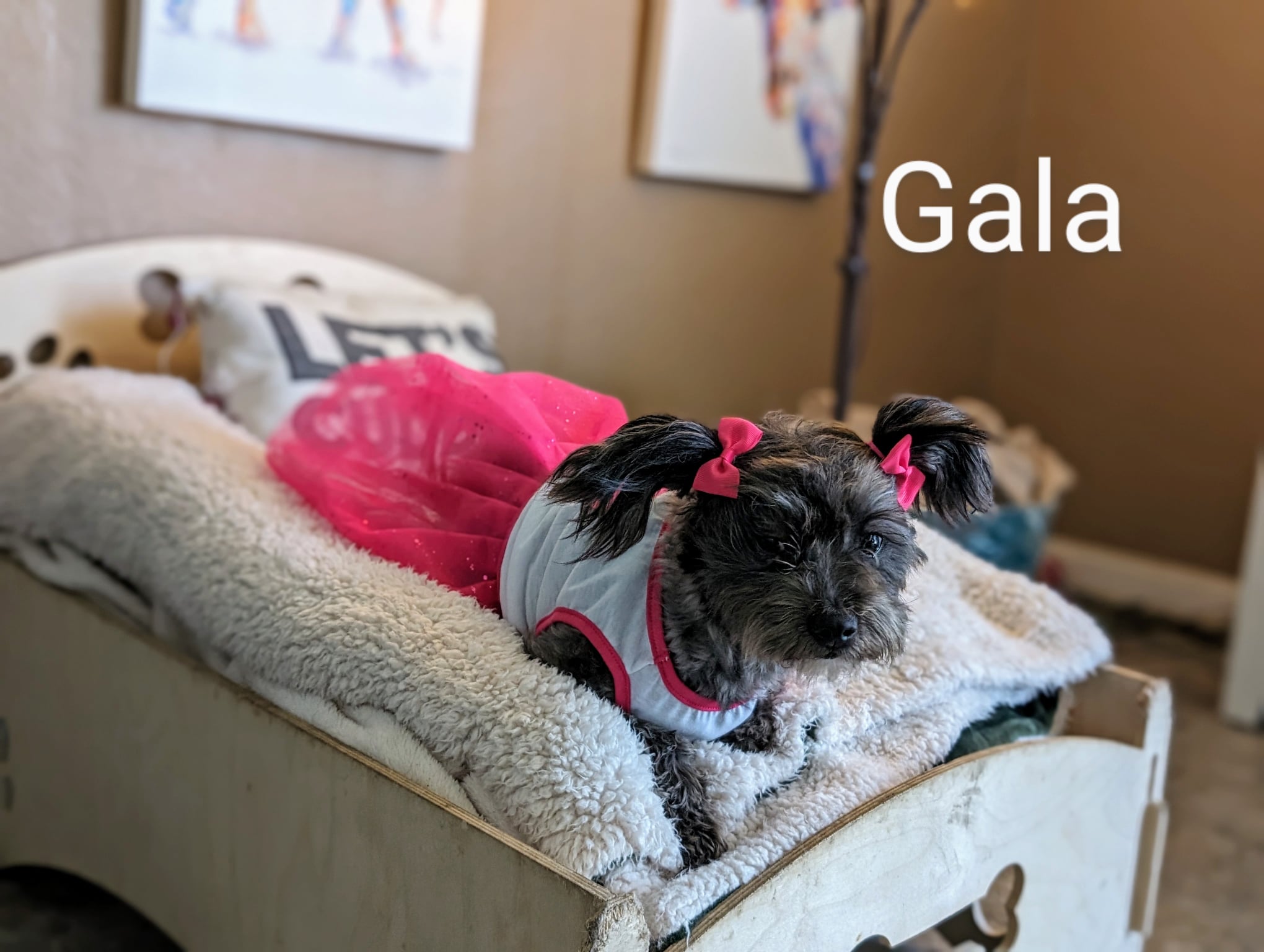 Enlarge Gala, a Adopted mixed breed in Parlier, CA image 1/6