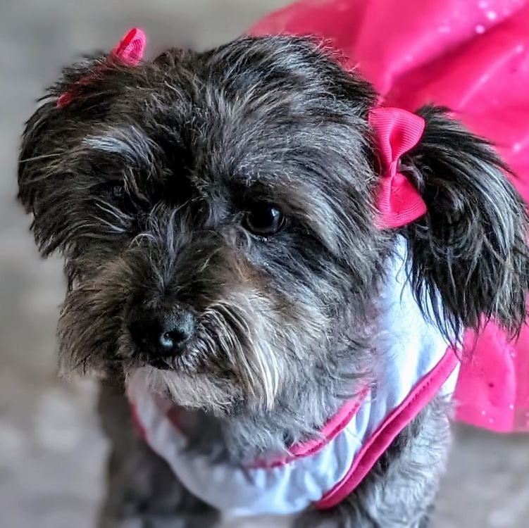 Enlarge Gala, a Adopted mixed breed in Parlier, CA image 3/6