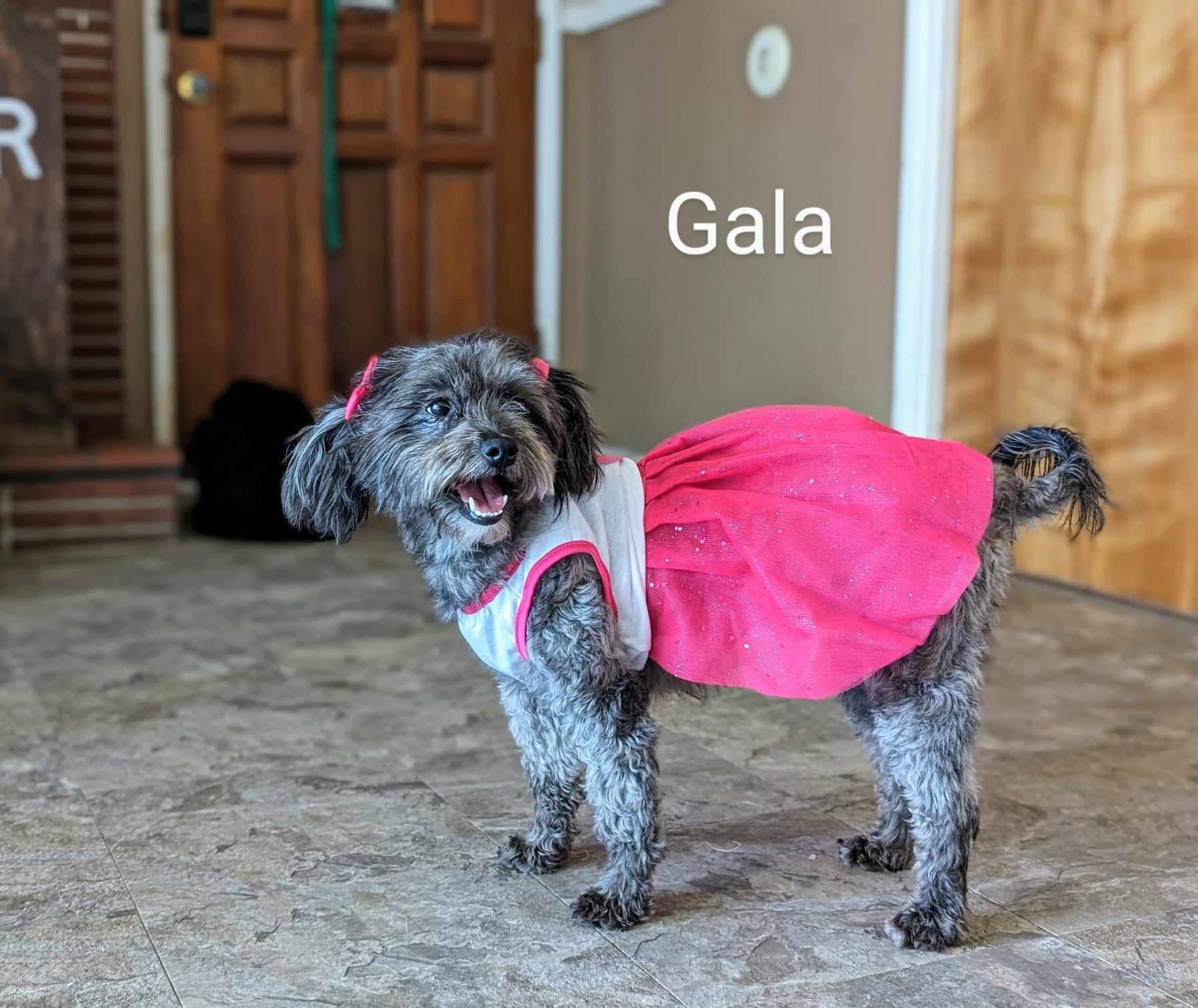 Enlarge Gala, a Adopted mixed breed in Parlier, CA image 4/6