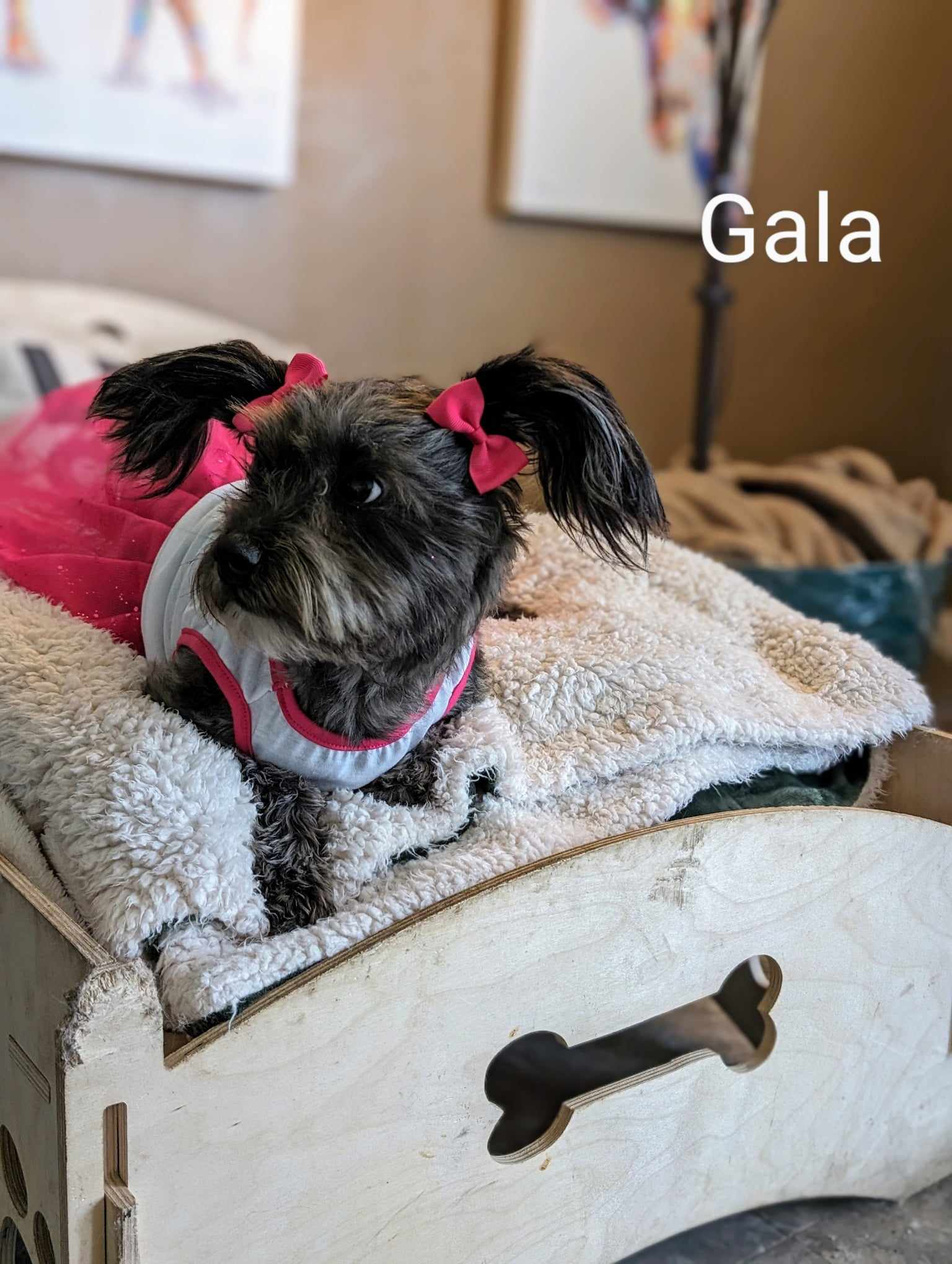 Enlarge Gala, a Adopted mixed breed in Parlier, CA image 5/6