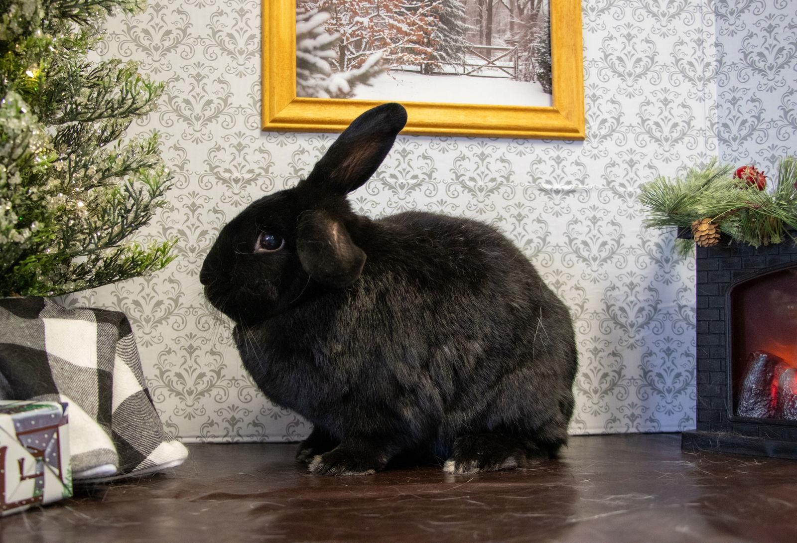 Lilah "Lil", Adoptable, Adult Female American.