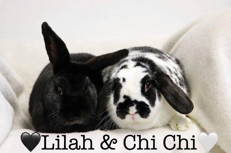 Lilah "Lil", Adoptable, Adult Female American.