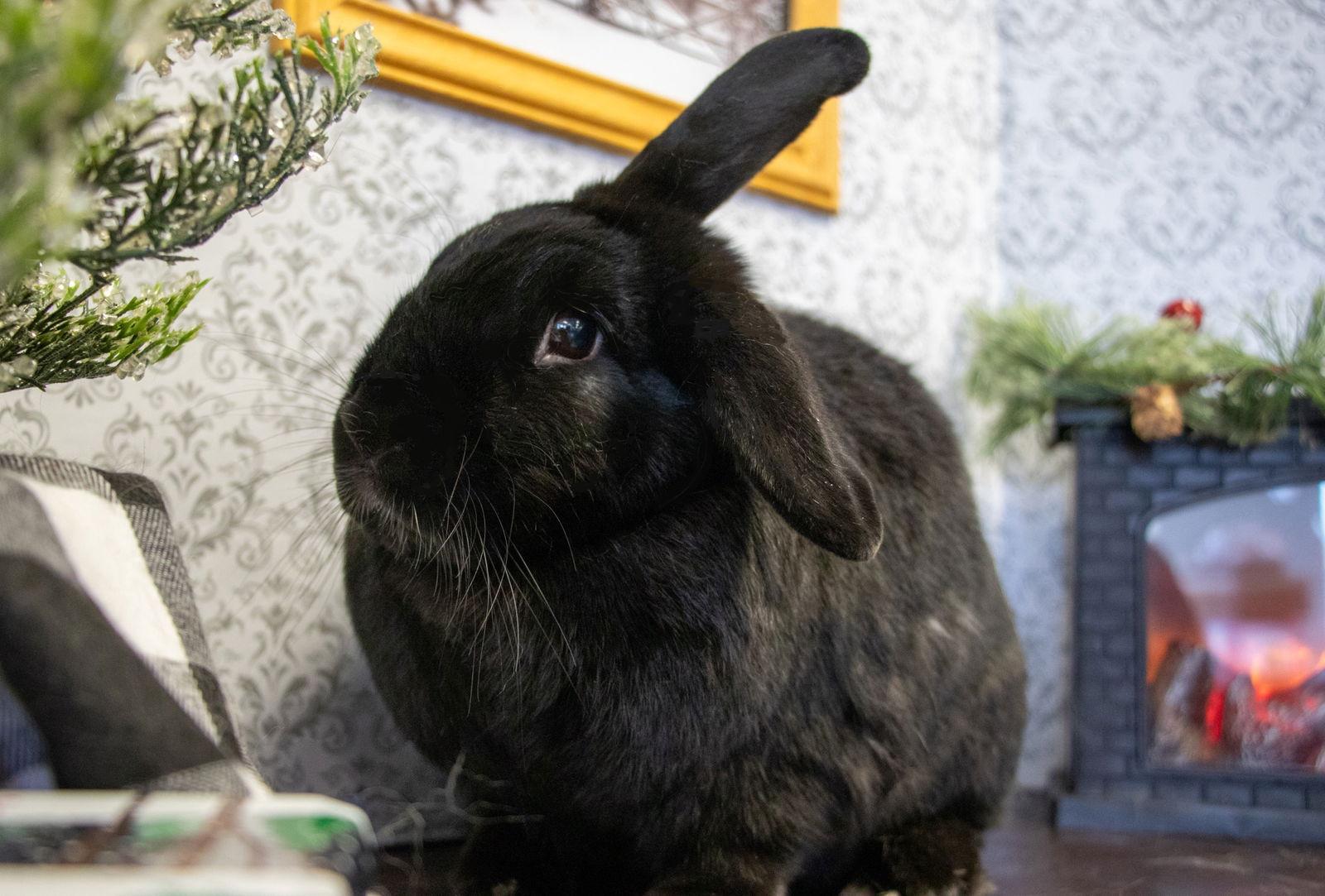 Lilah "Lil", a Adoptable American in Lakeville, MN image 2/3