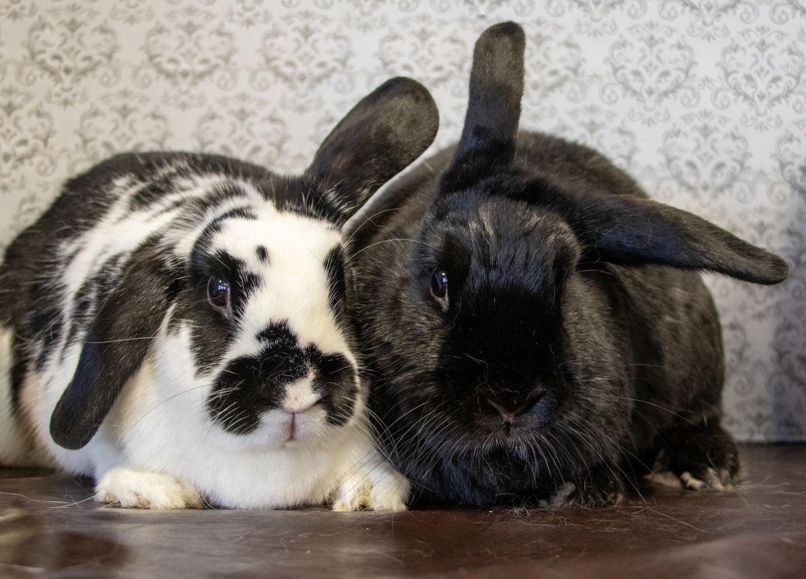 Lilah "Lil", a Adoptable American in Lakeville, MN image 3/3