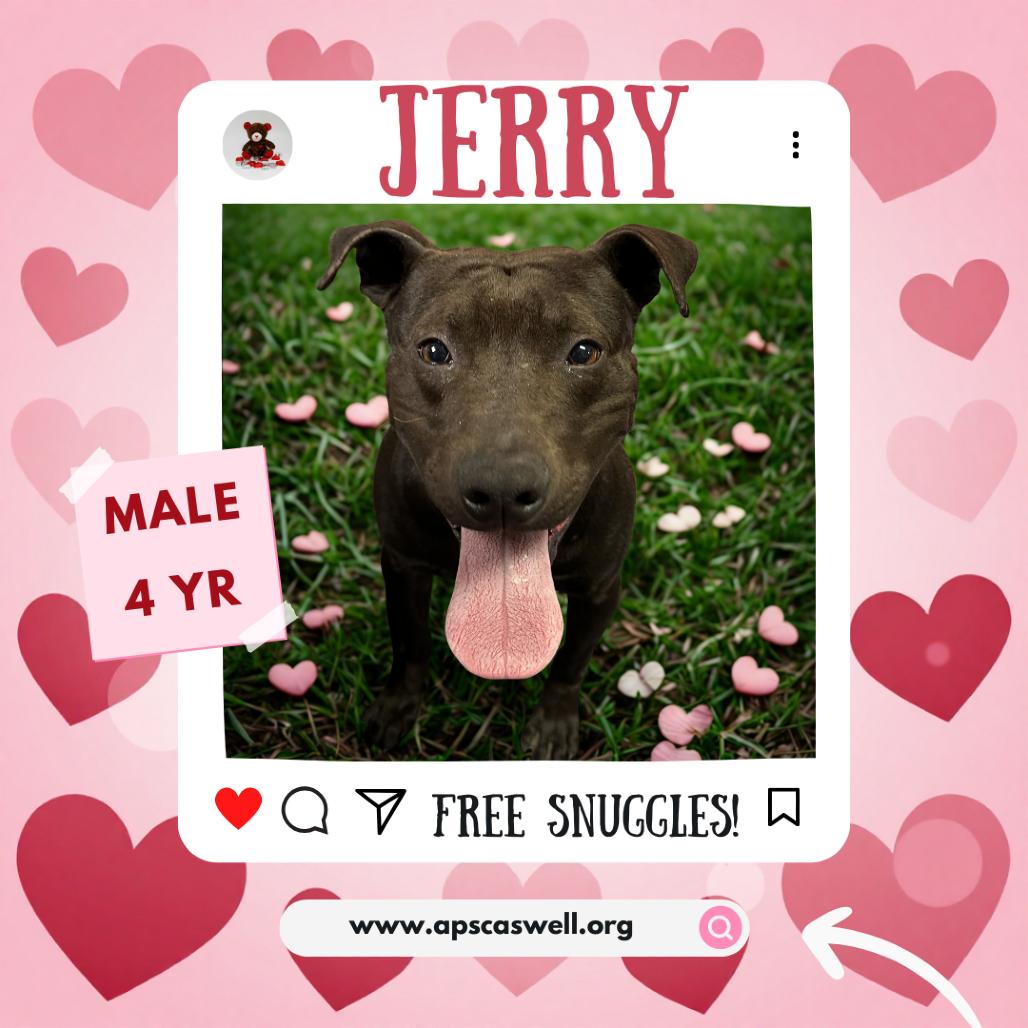 Jerry 26-0021, Adoptable, Adult Male Mixed Breed.