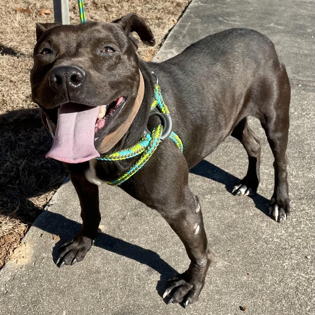Jerry 26-0021, Adoptable, Adult Male Mixed Breed.
