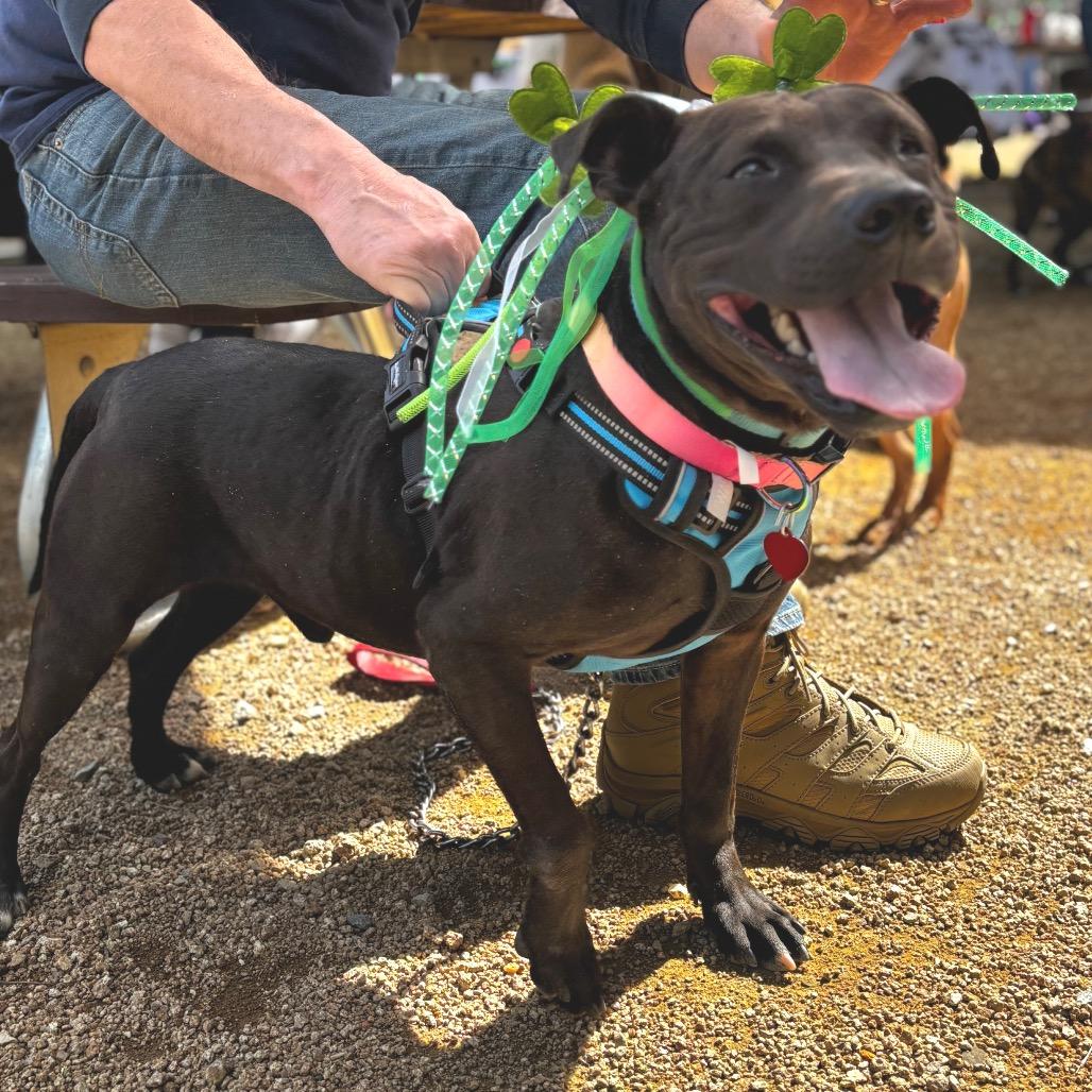 Enlarge Jerry 26-0021, a Adoptable Mixed Breed in Yanceyville, NC image 3/5