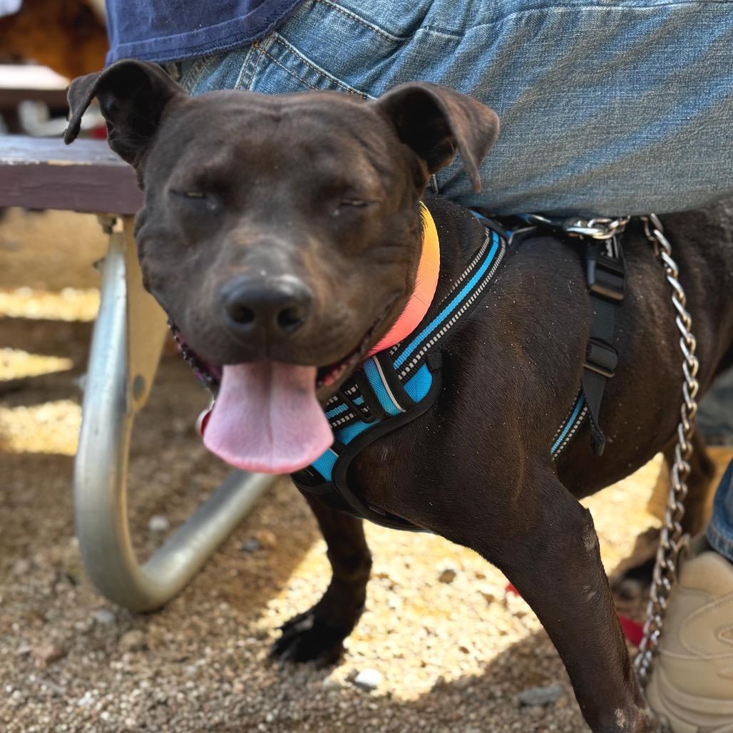 Enlarge Jerry 26-0021, a Adoptable Mixed Breed in Yanceyville, NC image 4/5
