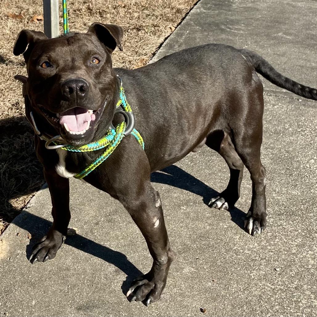 Jerry 26-0021, a Adoptable Mixed Breed in Yanceyville, NC image 2/2