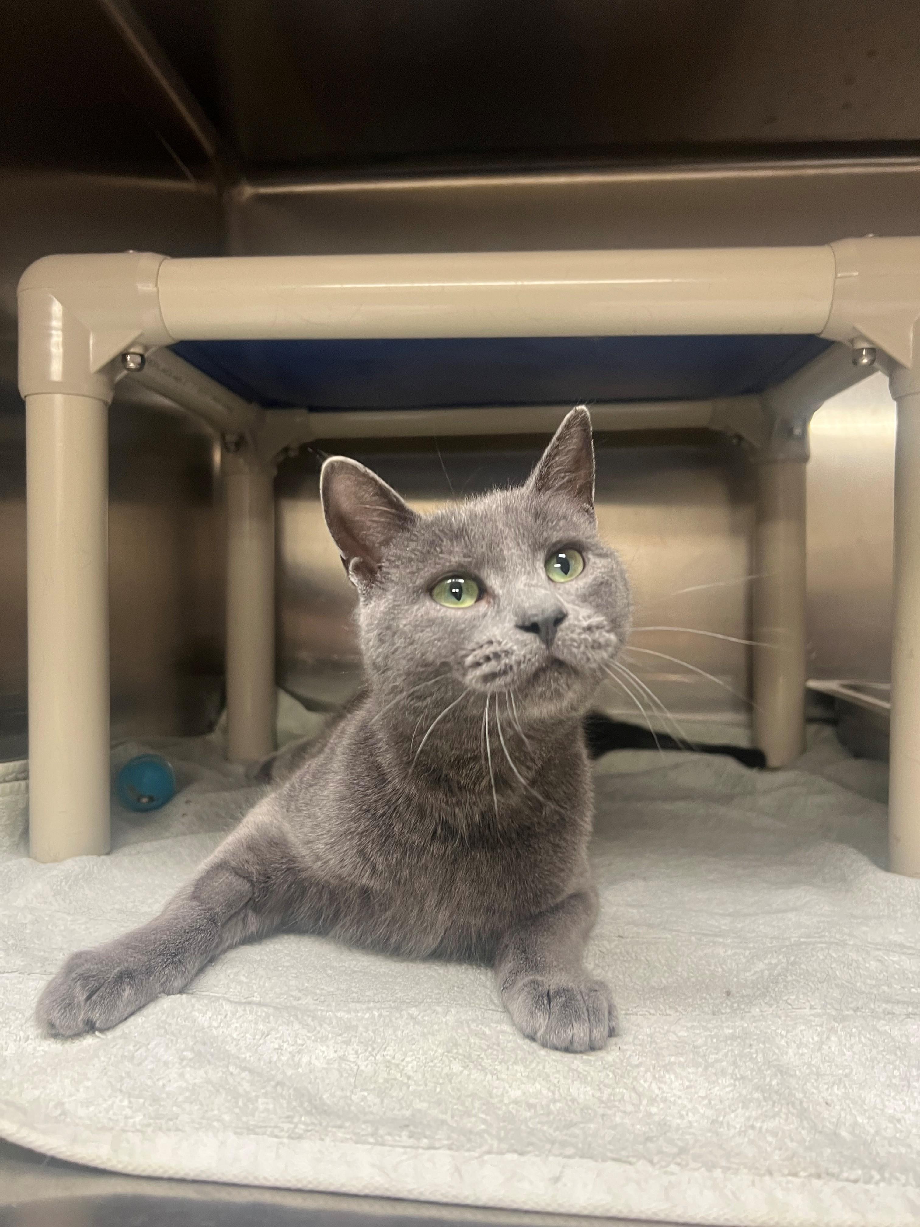 Rosemary CS-006/26, an adopted Domestic Short Hair in Burlington, ON image 1/2