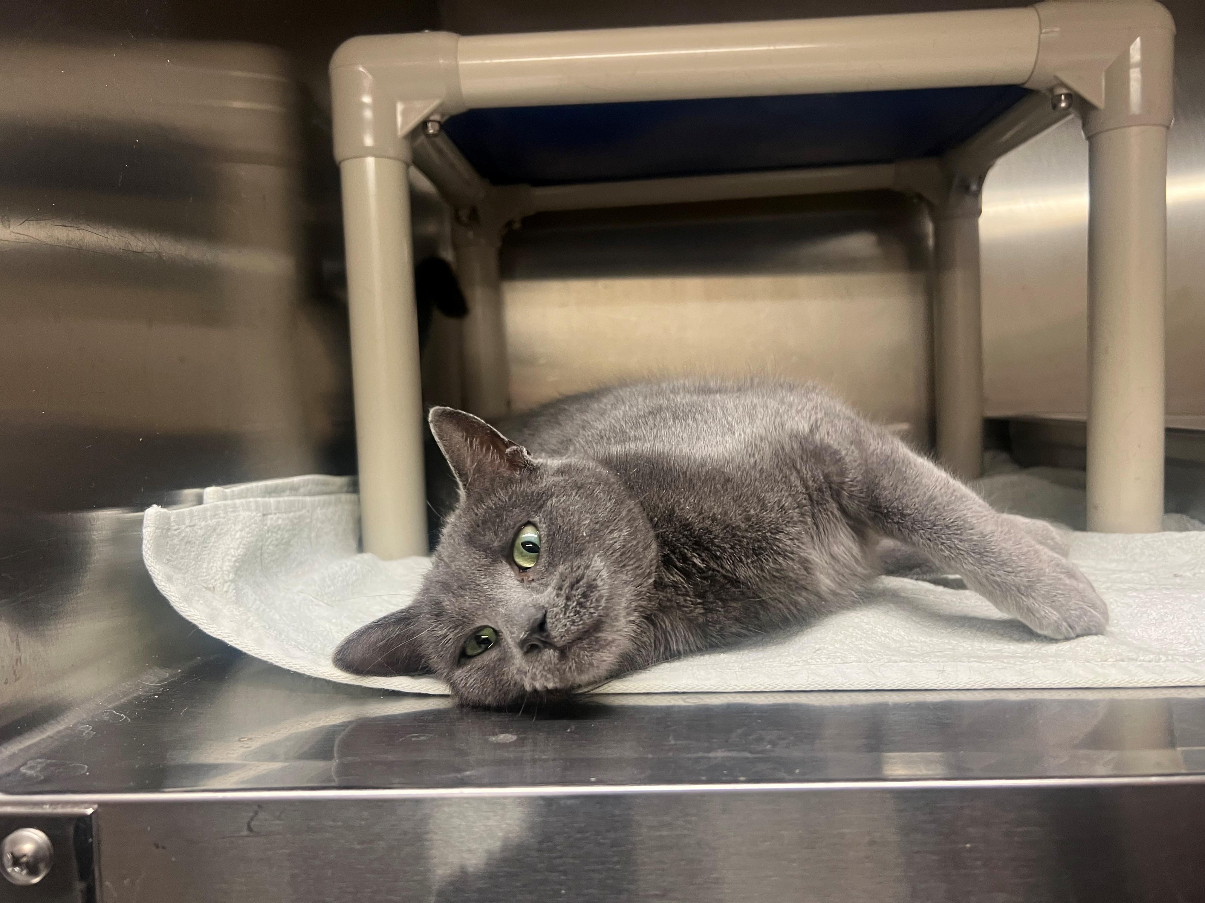 Rosemary CS-006/26, an adopted Domestic Short Hair in Burlington, ON image 2/2