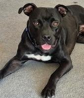 Enlarge Sammy, a Adopted Terrier in West Milton, OH image 2/3