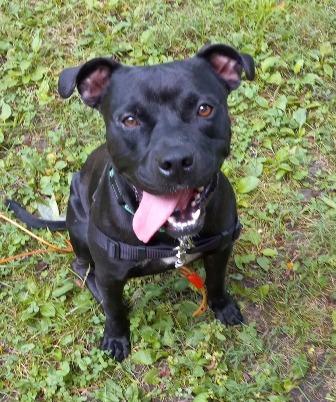 Enlarge Sammy, a Adopted Terrier in West Milton, OH image 1/3