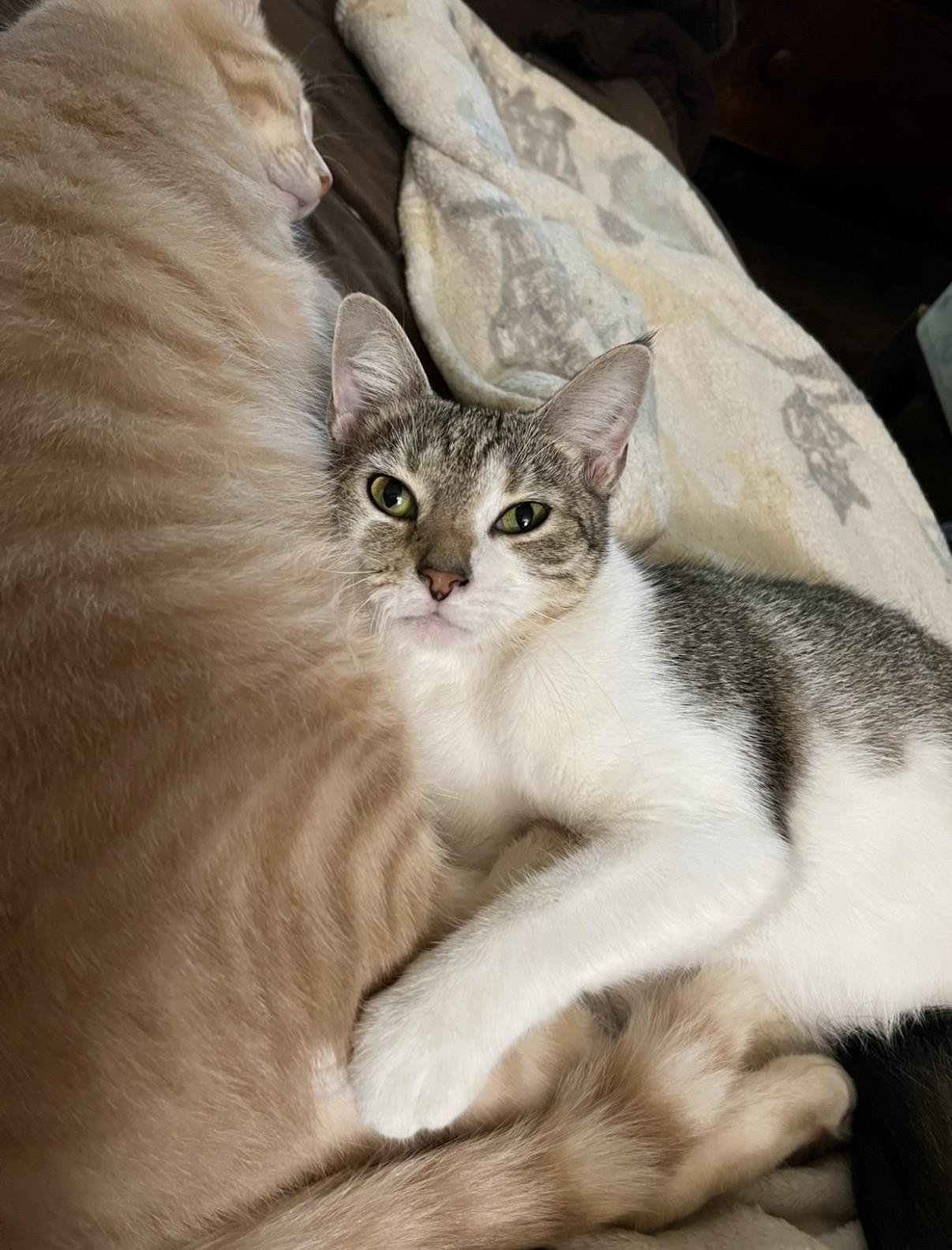ChiChi, Adoptable, Adult Female Domestic Short Hair.