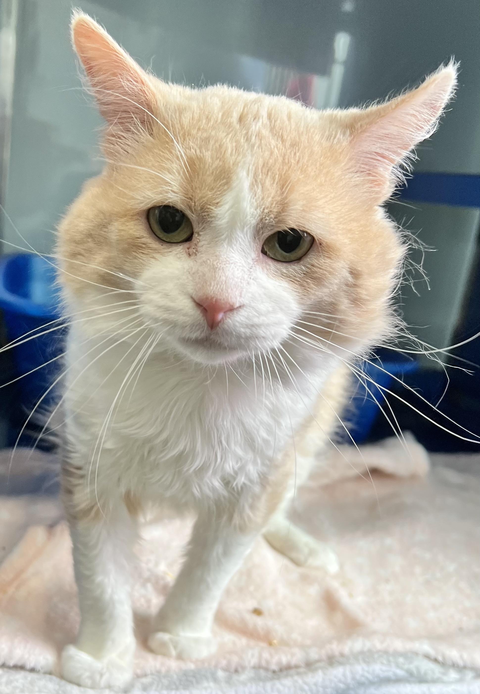 Stew, an adoptable Domestic Medium Hair in Sault Sainte Marie, MI, 49783 | Photo Image 2