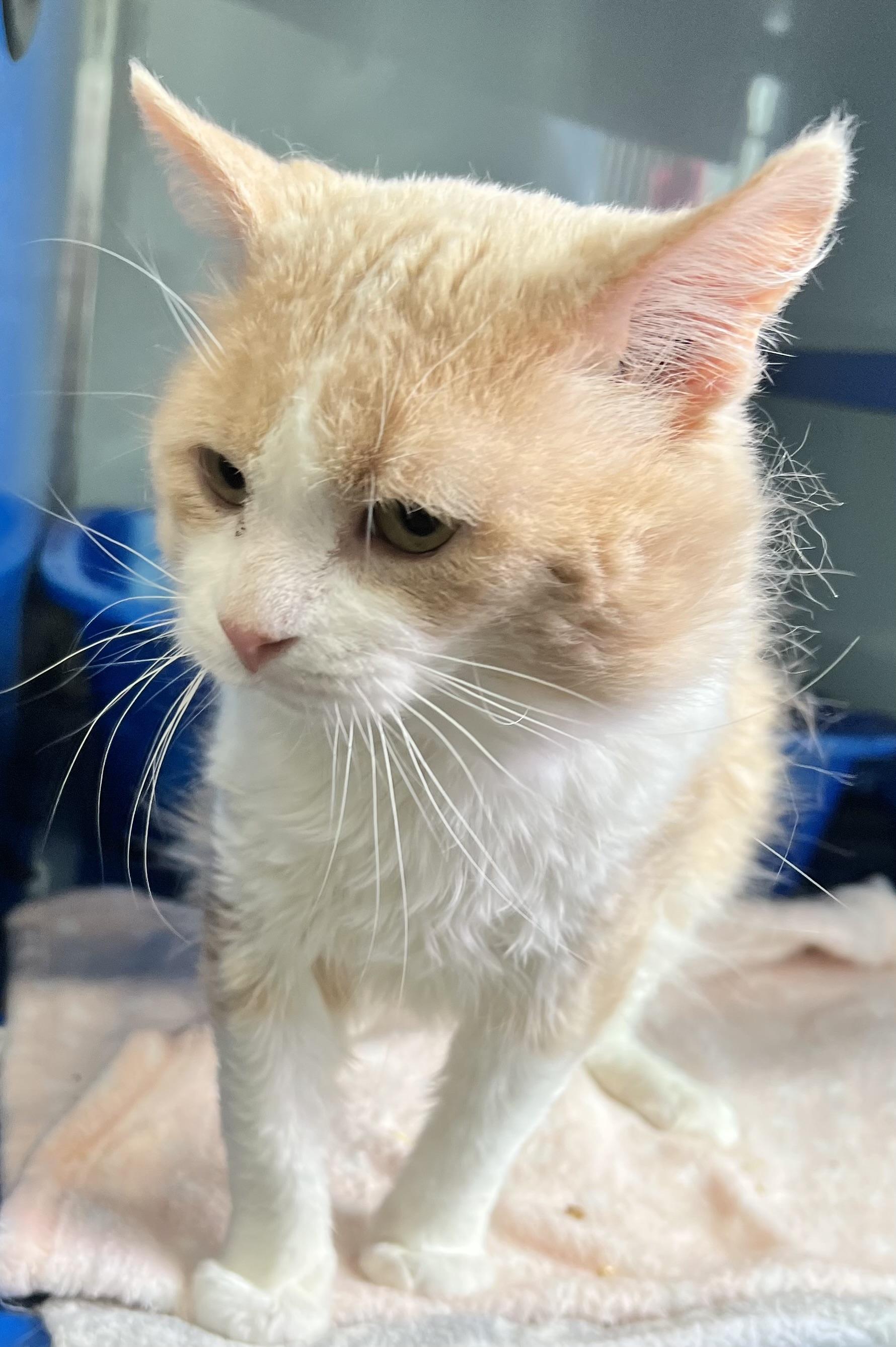 Stew, an adoptable Domestic Medium Hair in Sault Sainte Marie, MI, 49783 | Photo Image 3