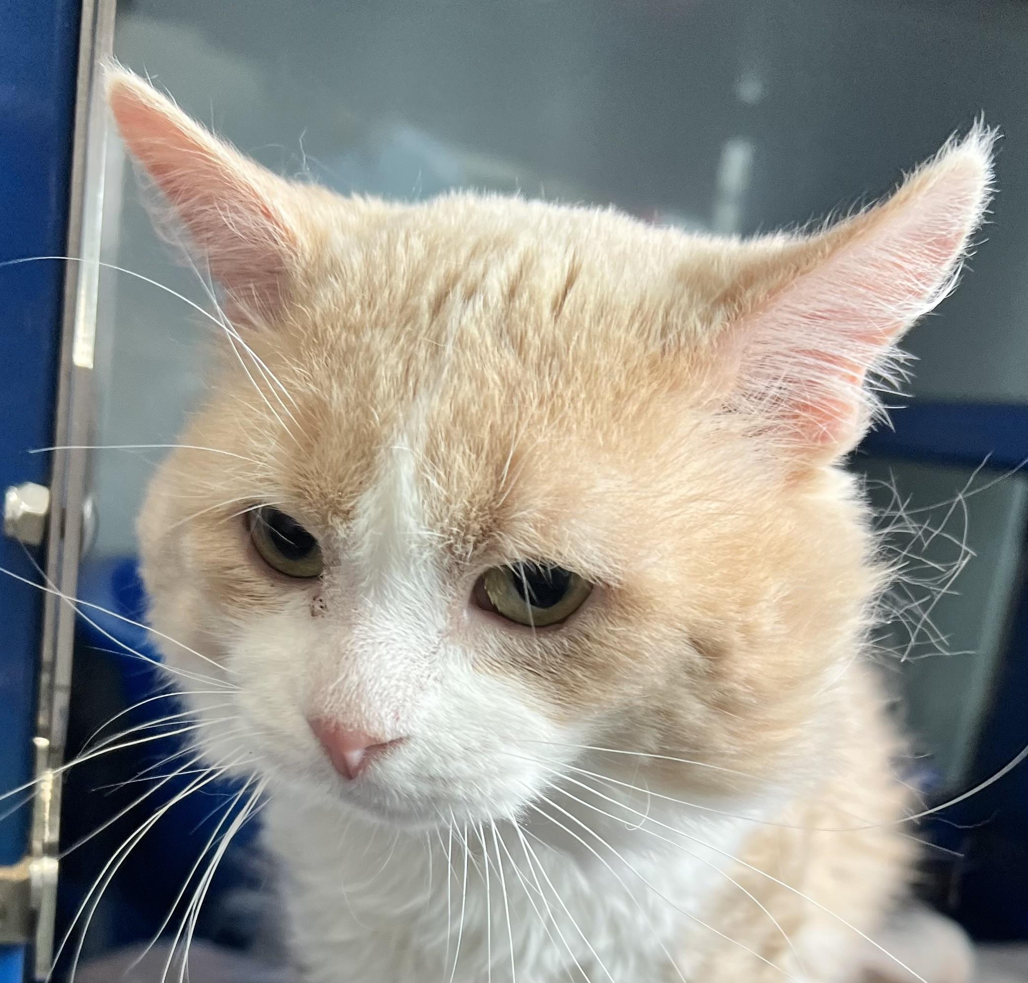 Stew, an adoptable Domestic Medium Hair in Sault Sainte Marie, MI, 49783 | Photo Image 4