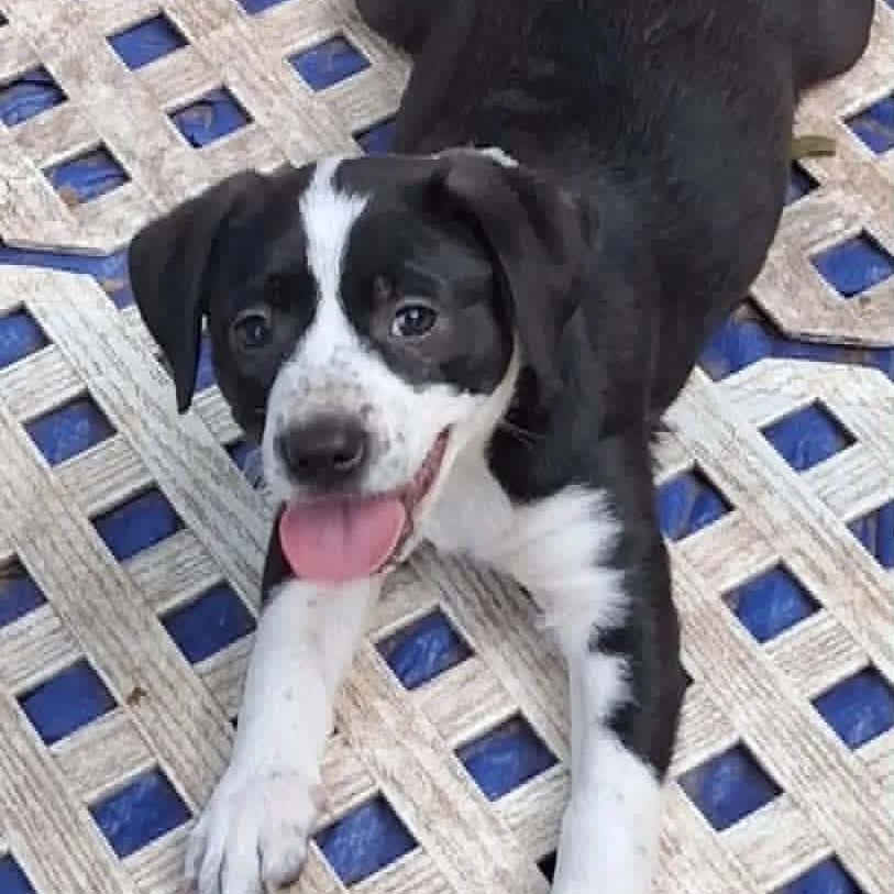 Calypso, Adoptable, Puppy Female Mixed Breed.