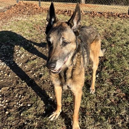 Enlarge Jagger, a ADOPTABLE mixed breed in Dubuque, IA image 1/2