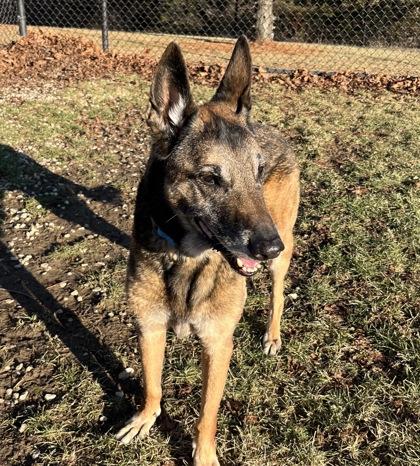 Enlarge Jagger, a ADOPTABLE mixed breed in Dubuque, IA image 2/2