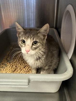 Jack, Adoptable, Young Male Domestic Short Hair & Domestic Short Hair.