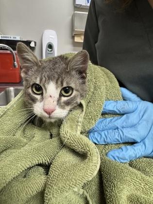 Enlarge Jack, a Adoptable mixed breed in Missoula, MT image 2/2