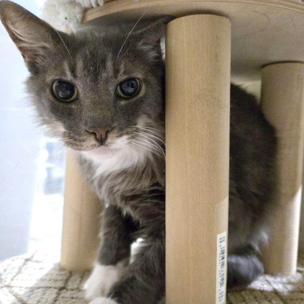 Mushu, Adoptable, Adult Male Domestic Long Hair.