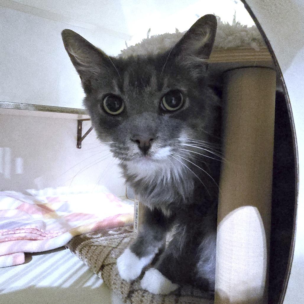 Enlarge Mushu, a Adoptable Domestic Long Hair in Harlingen, TX image 2/2