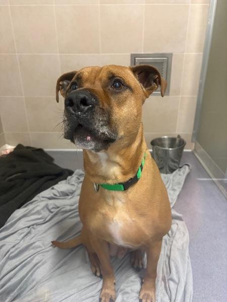 Enlarge Kash, a Adoptable mixed breed in Stratham, NH image 1/1