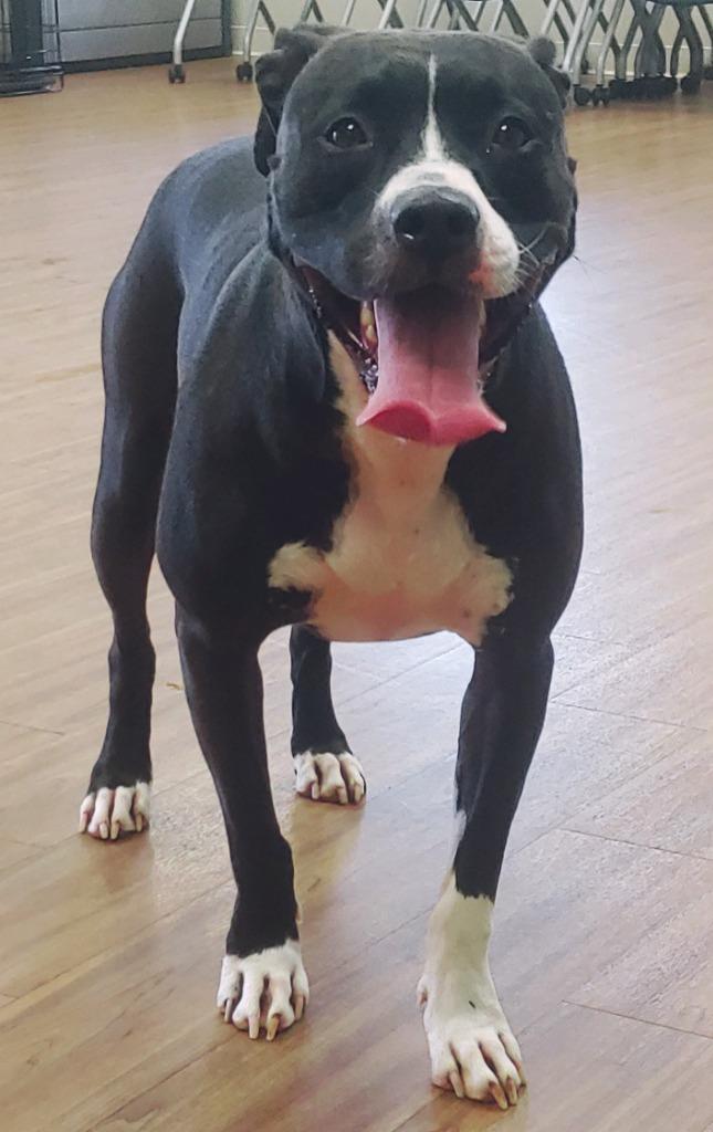 Enlarge Gypsy *Sponsored Adoption, a Adoptable Pit Bull Terrier in Christiansburg, VA image 1/5