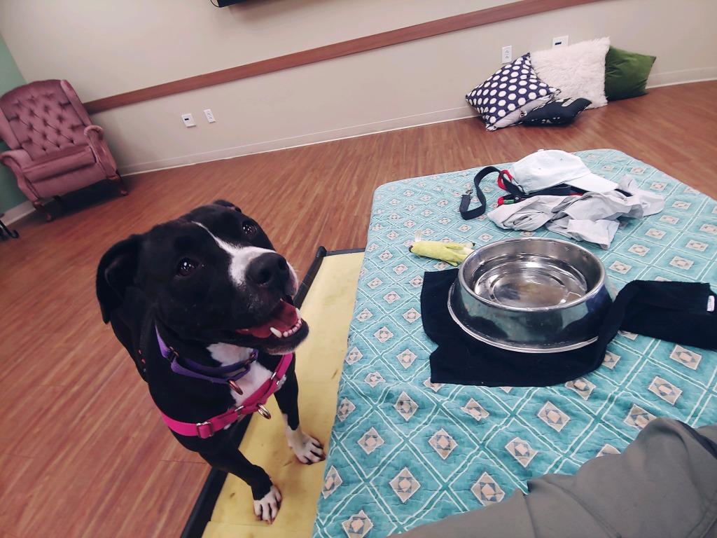 Enlarge Gypsy *Sponsored Adoption, a Adoptable Pit Bull Terrier in Christiansburg, VA image 3/5