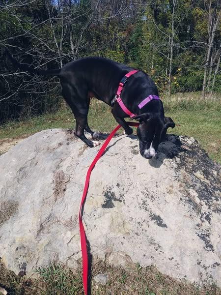 Enlarge Gypsy *Sponsored Adoption, a Adoptable Pit Bull Terrier in Christiansburg, VA image 4/5