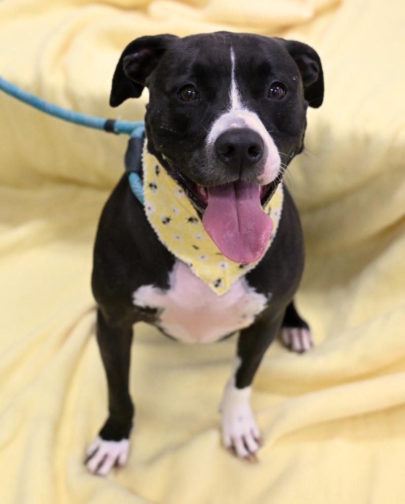 Enlarge Gypsy *Sponsored Adoption, a Adoptable Pit Bull Terrier in Christiansburg, VA image 5/5