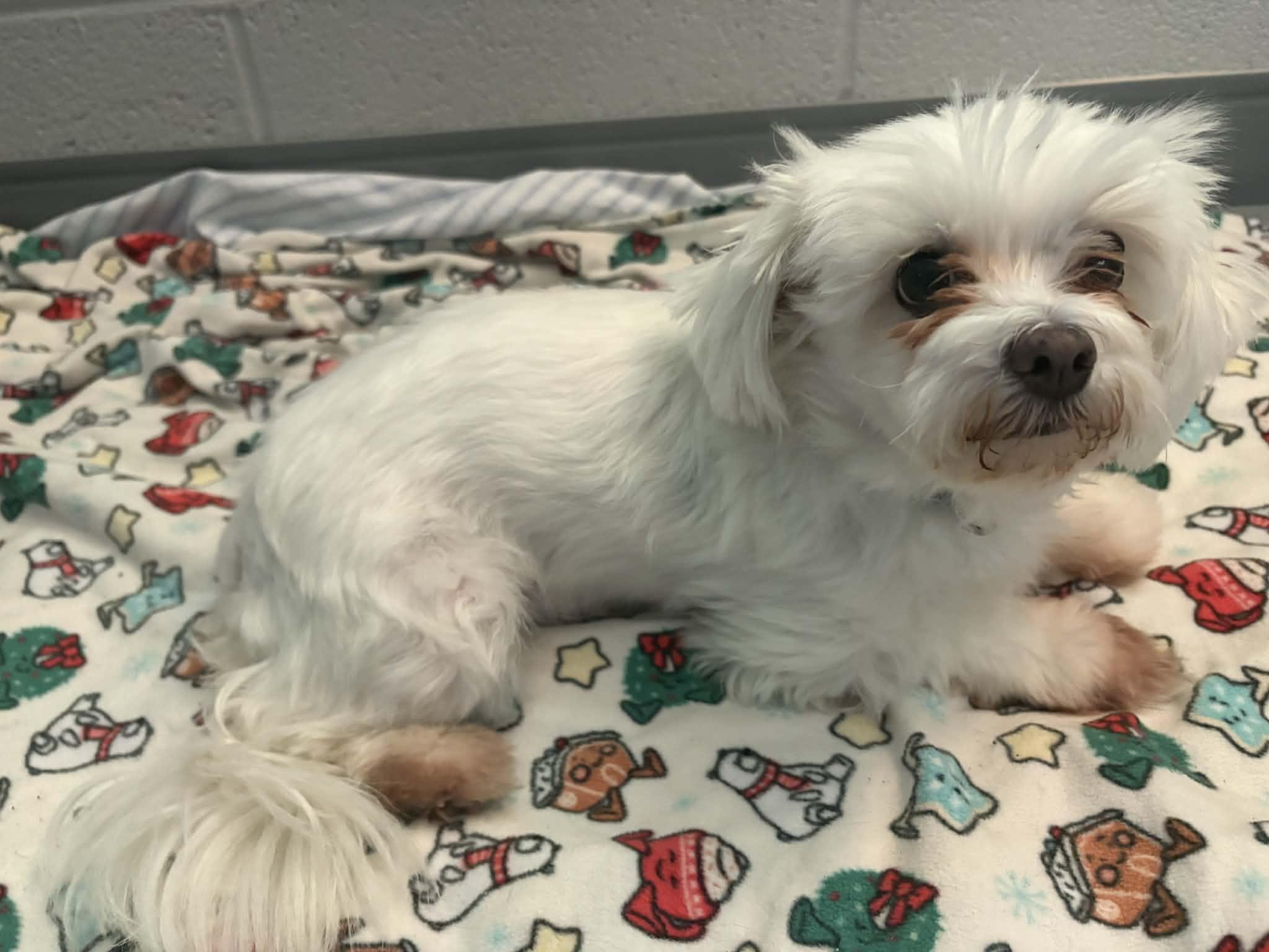Lincoln, adoptable, Adult Male Maltese.