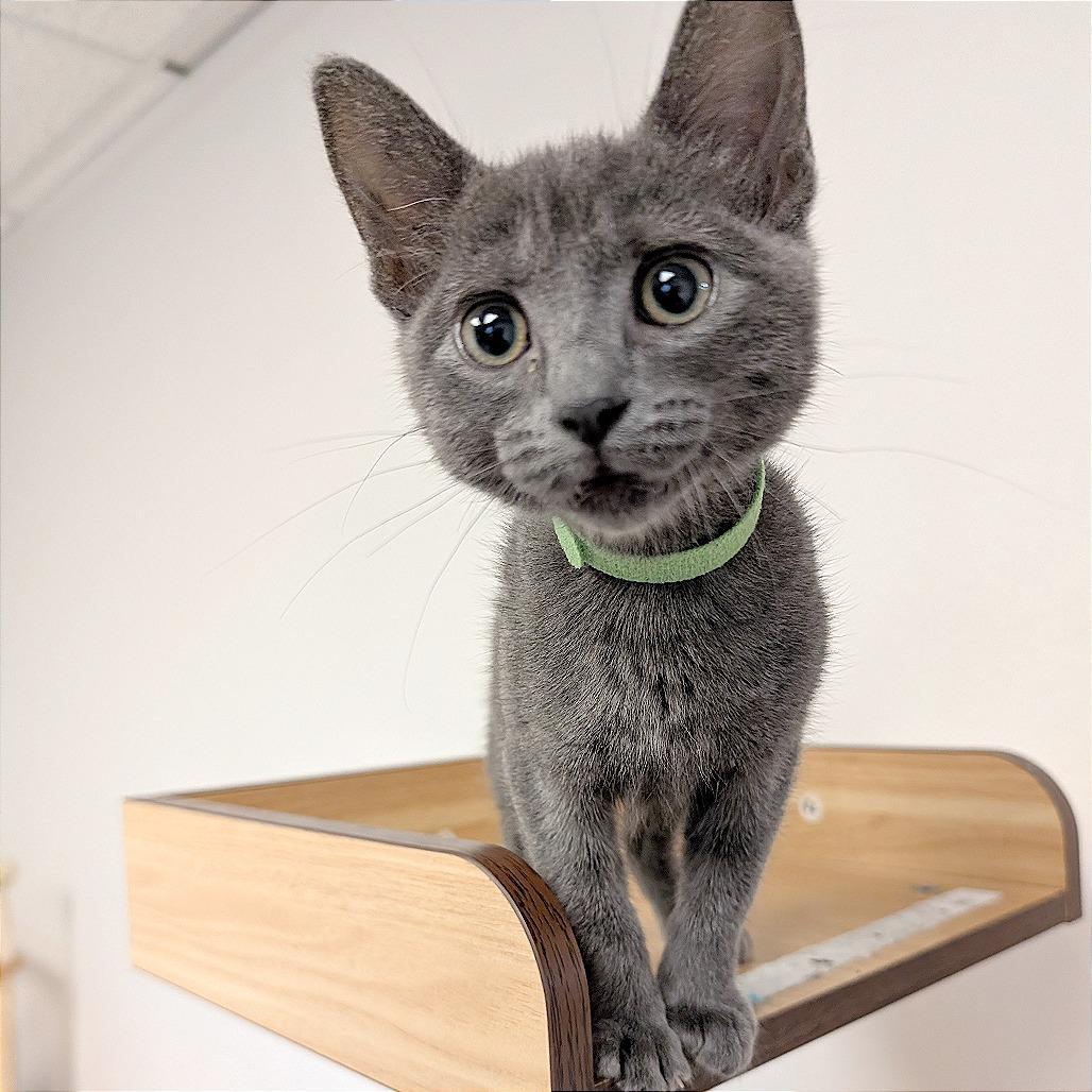 Enlarge Miss Green, a Adoptable Domestic Short Hair in Pleasant Hill, CA image 1/6