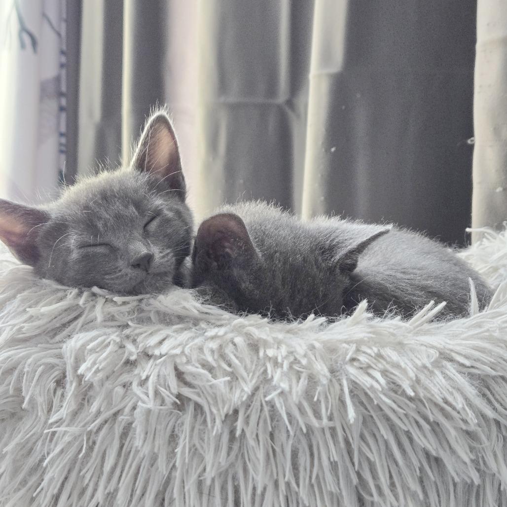 Enlarge Miss Green, a Adoptable Domestic Short Hair in Pleasant Hill, CA image 2/6