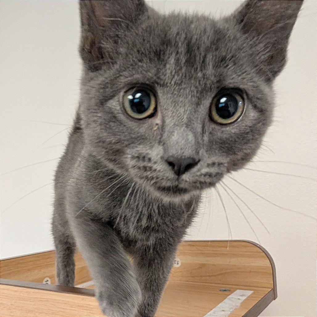 Enlarge Miss Green, a Adoptable Domestic Short Hair in Pleasant Hill, CA image 3/6