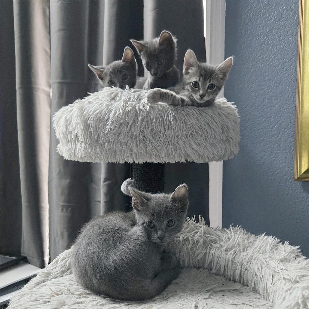 Enlarge Miss Green, a Adoptable Domestic Short Hair in Pleasant Hill, CA image 4/6