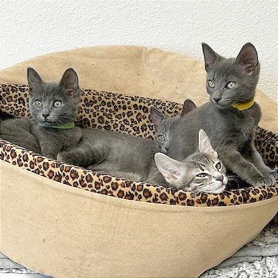 Enlarge Miss Green, a Adoptable Domestic Short Hair in Pleasant Hill, CA image 5/6