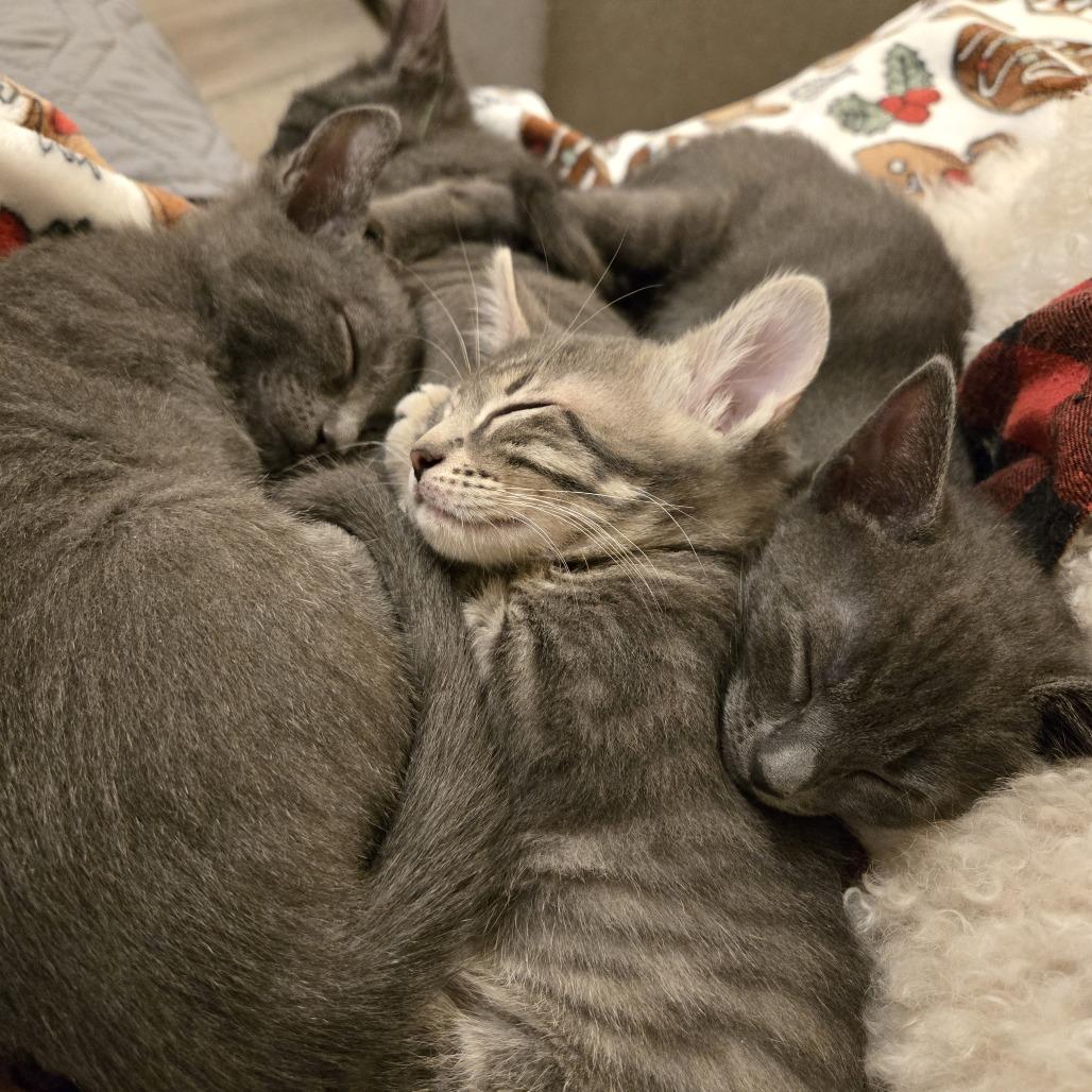 Enlarge Miss Green, a Adoptable Domestic Short Hair in Pleasant Hill, CA image 6/6