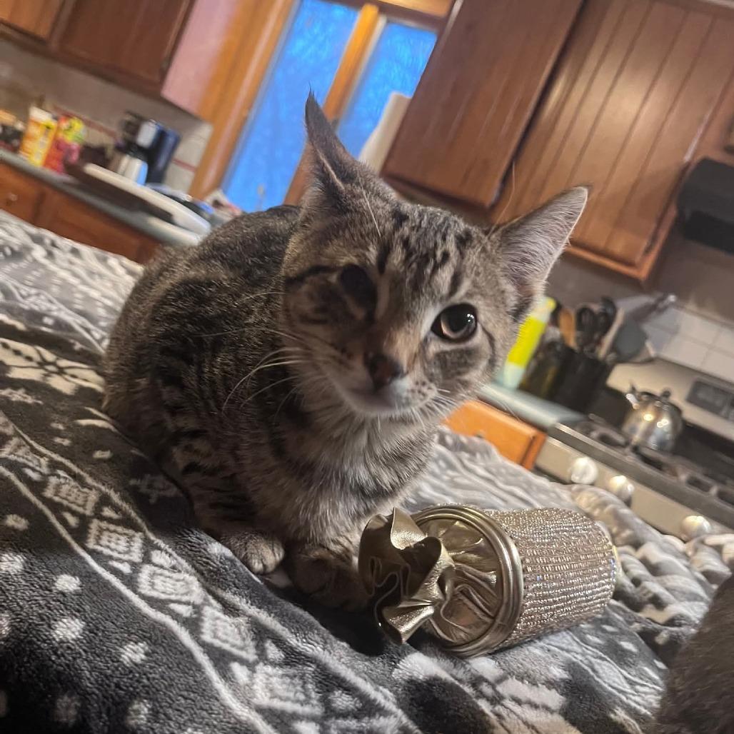 Enlarge Joker, a Adoptable Domestic Medium Hair in Muscatine, IA image 1/4