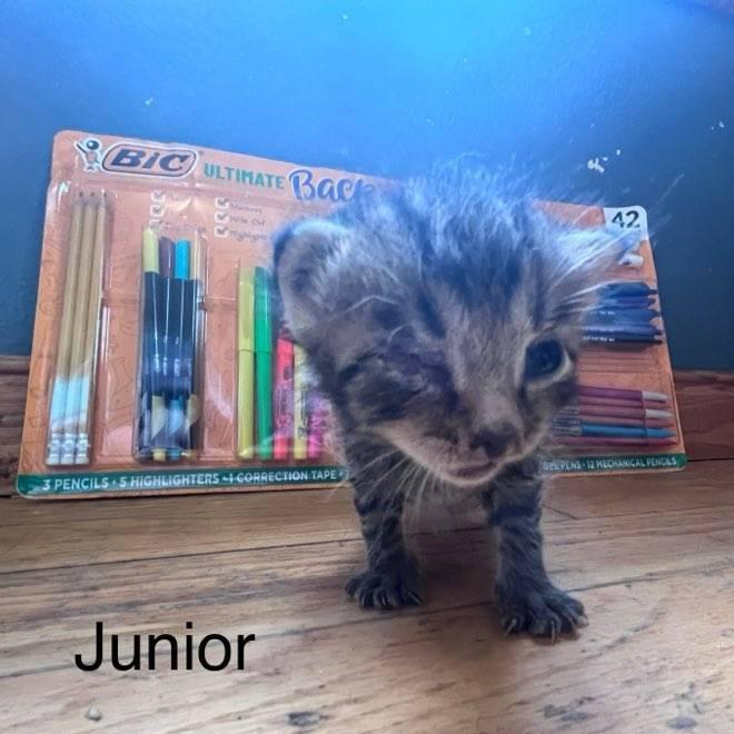 Enlarge Joker, a Adoptable Domestic Medium Hair in Muscatine, IA image 2/4