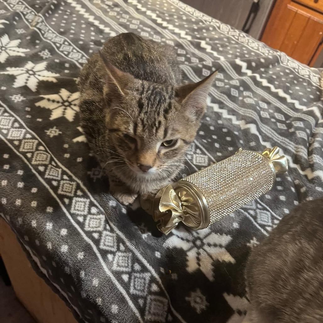 Enlarge Joker, a Adoptable Domestic Medium Hair in Muscatine, IA image 4/4