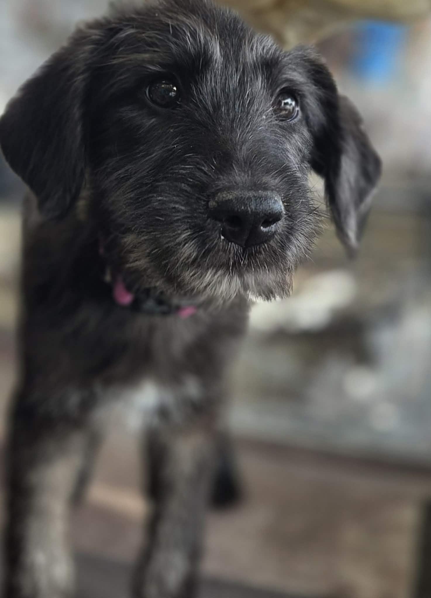 Gravy The Schanuzer Mix thumbnail 2