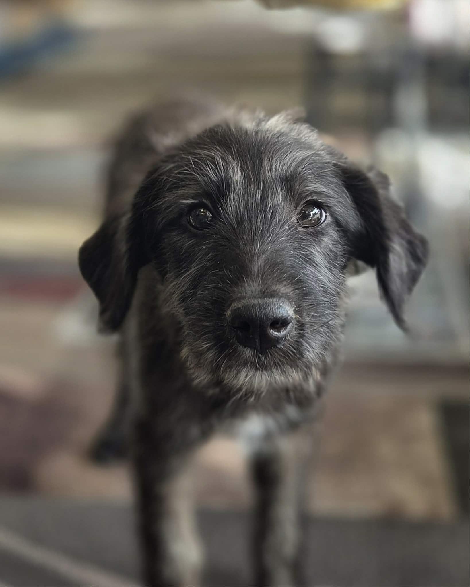 Gravy The Schanuzer Mix