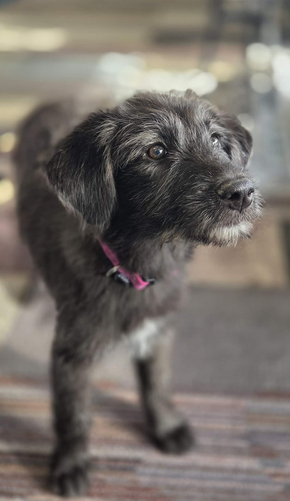 Gravy The Schanuzer Mix thumbnail 5