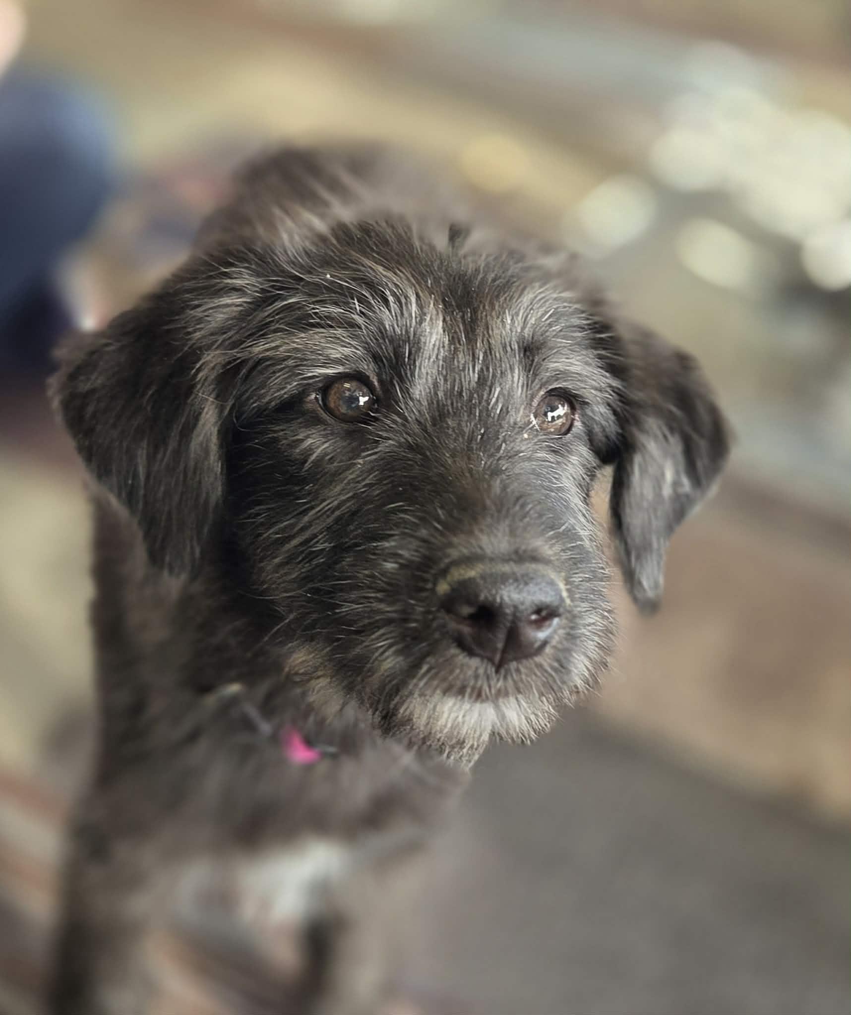 Gravy The Schanuzer Mix thumbnail 6