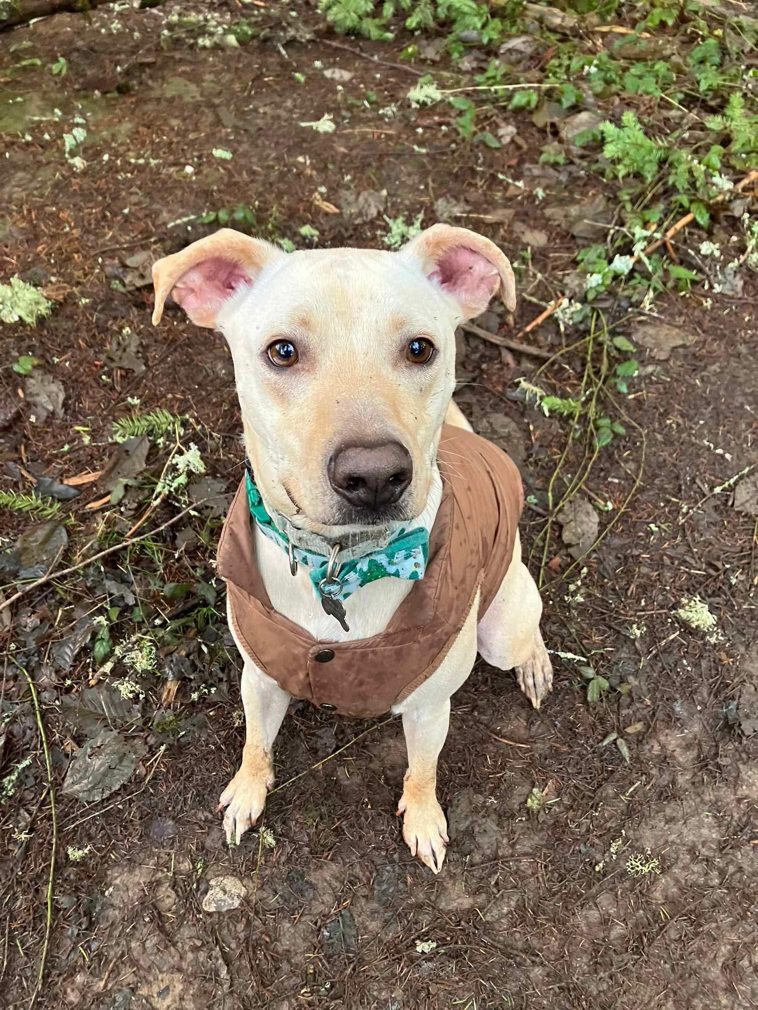 Marco, Adult Male Mixed Breed
