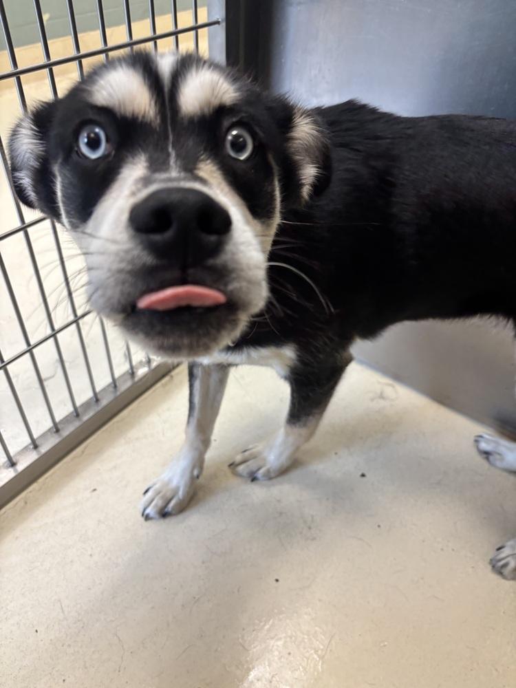 Jasper, a Adoptable mixed breed in Kalamazoo, MI image 1/6